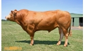 BRANCEILLE - Limousin